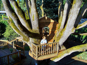 Tree house