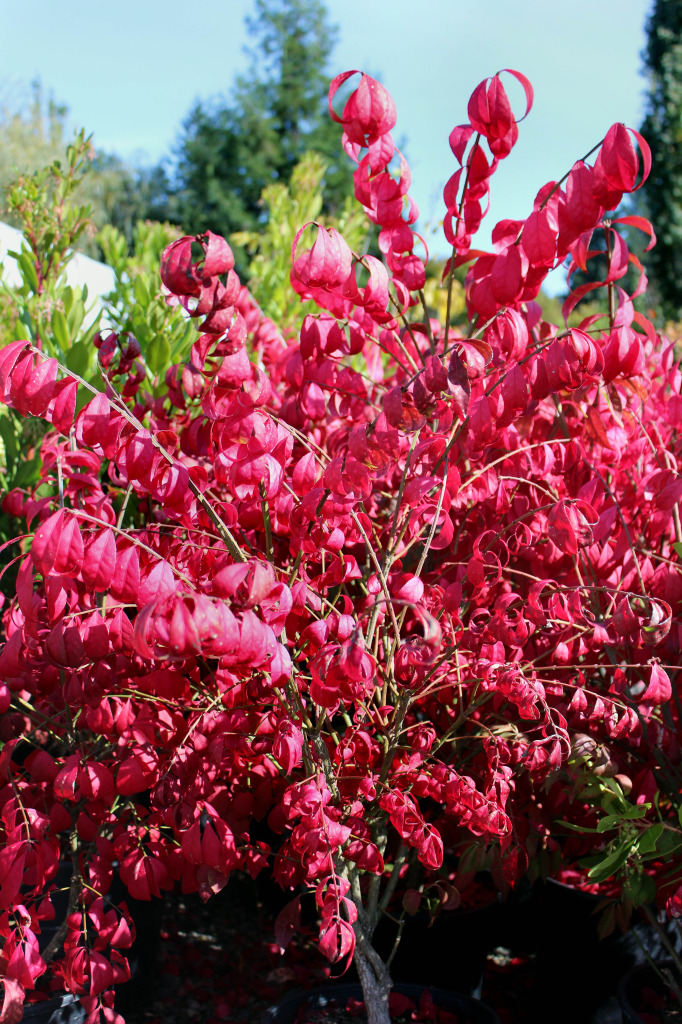 burning bush smaller