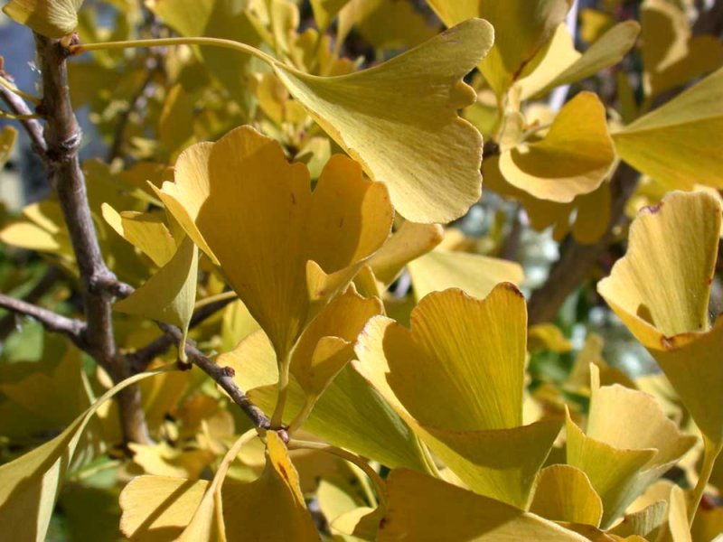 ginkgo-autumn-gold-fall