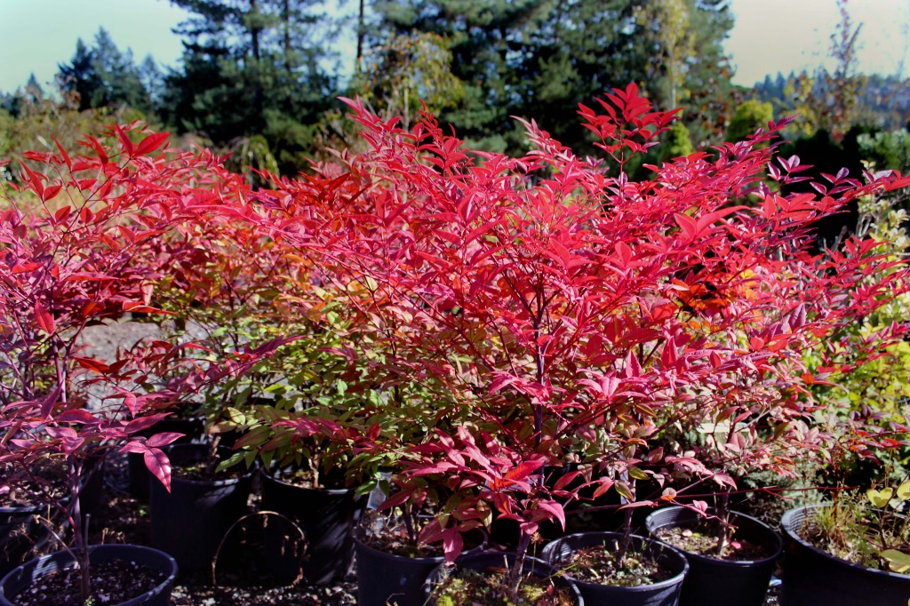 nandina smaller